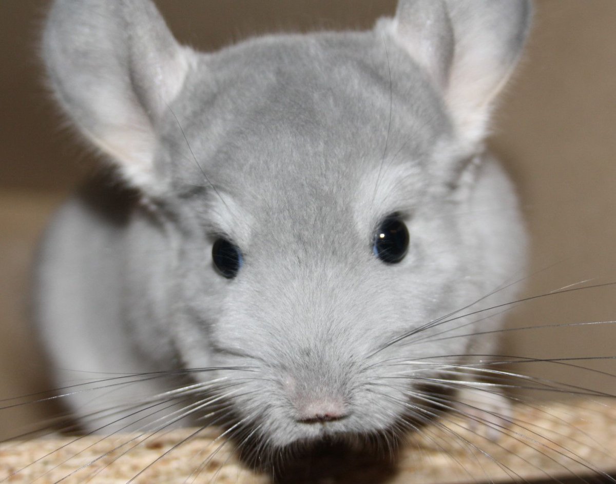 Шиншилла голубой бриллиант