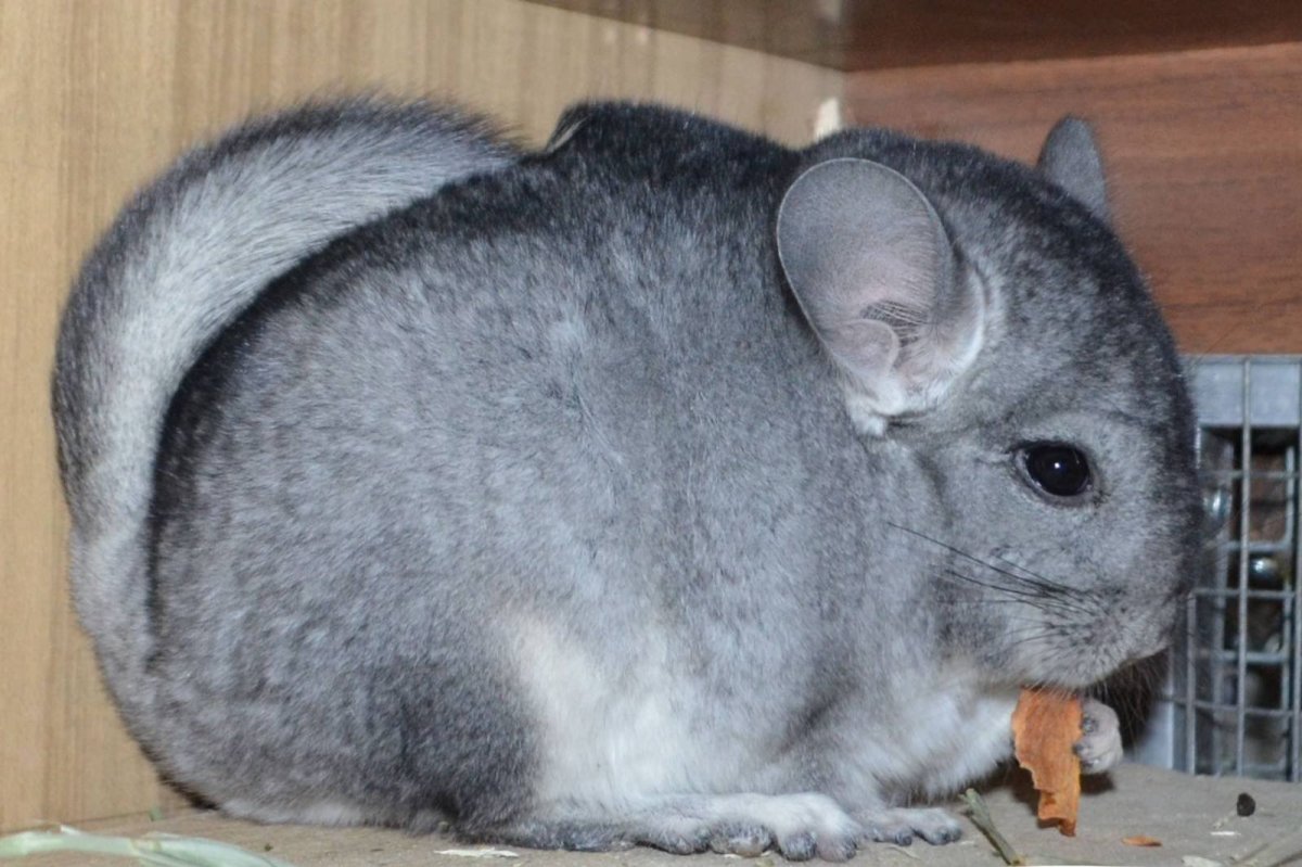 Шиншилла сапфир