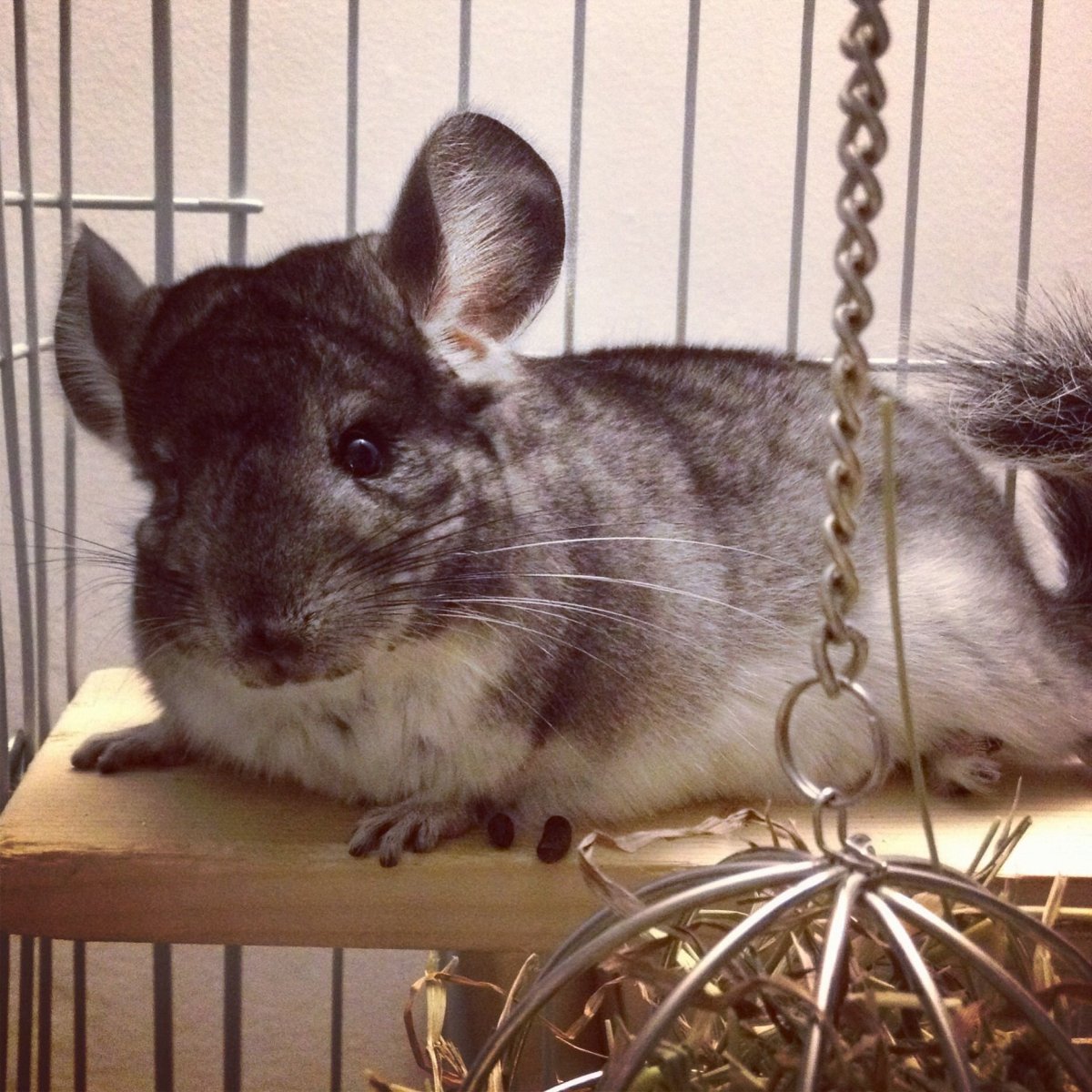 Шиншилла с короной