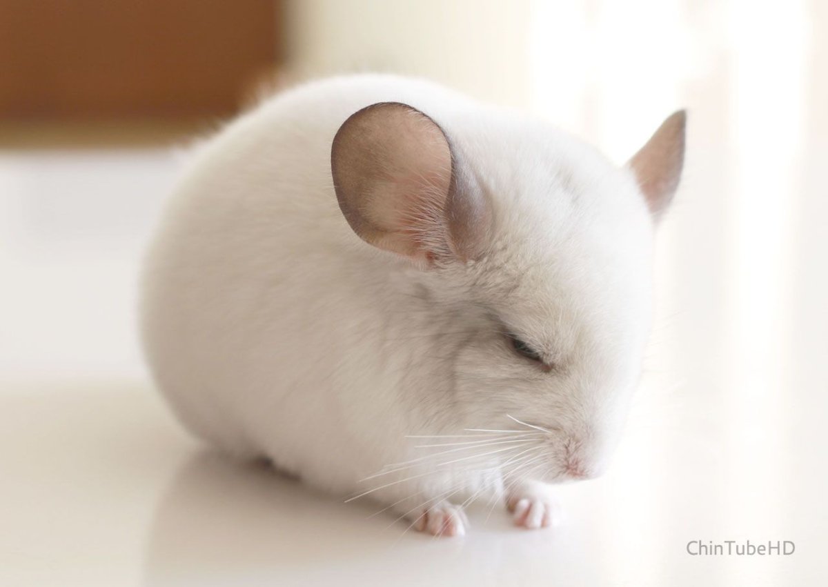 Шиншилла сапфир