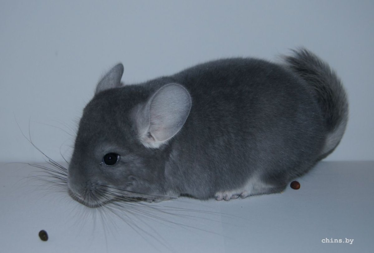 Шиншилла Пинтерест