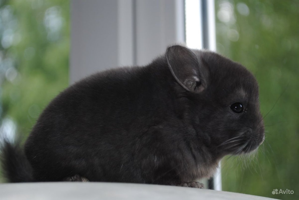 Шиншилла сапфир