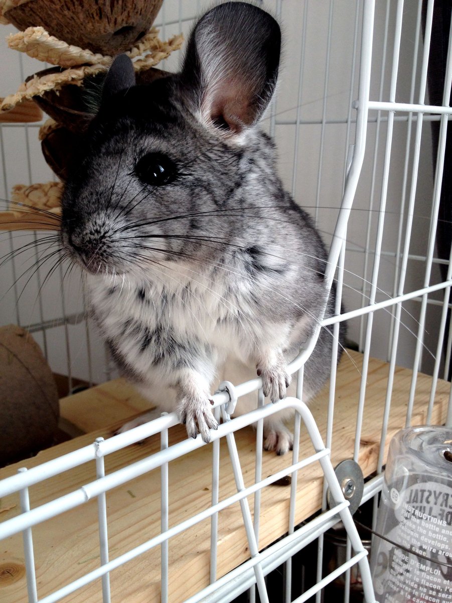 Шиншилла фото из пинтереса