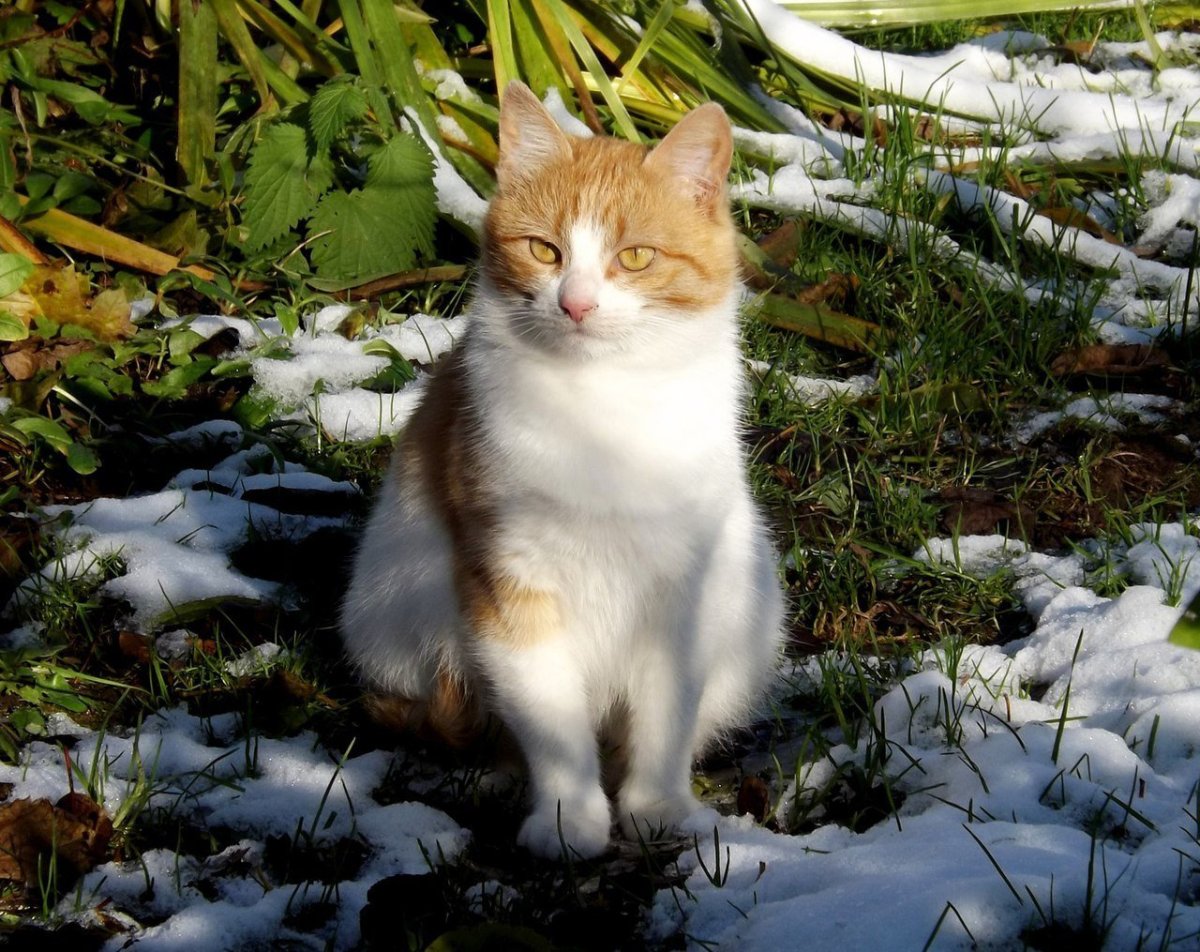 Рыжий котенок с белыми лапками