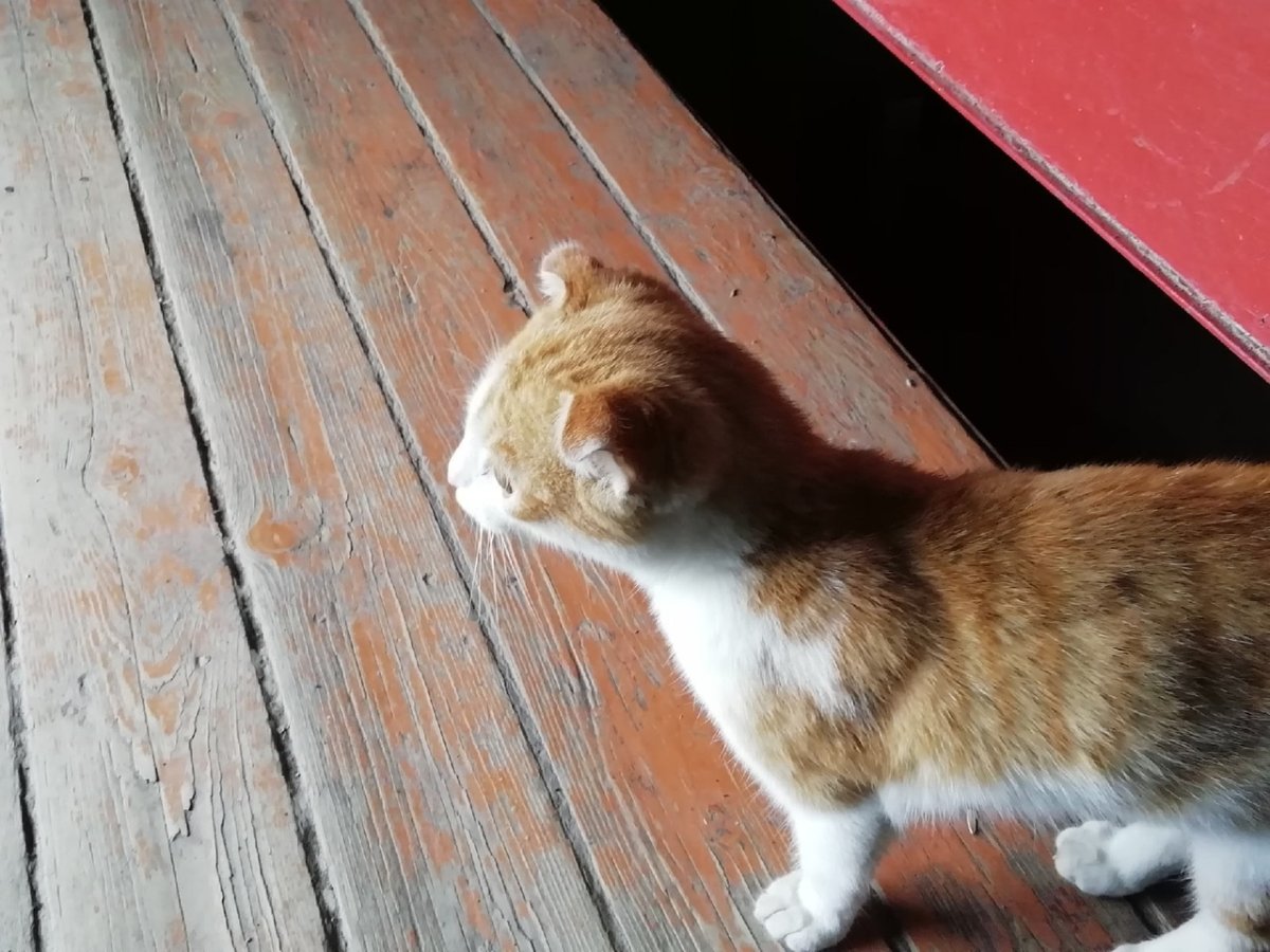 Рыжие коты с белой грудкой