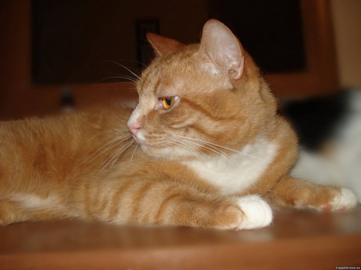 Рыжий кот у ворот