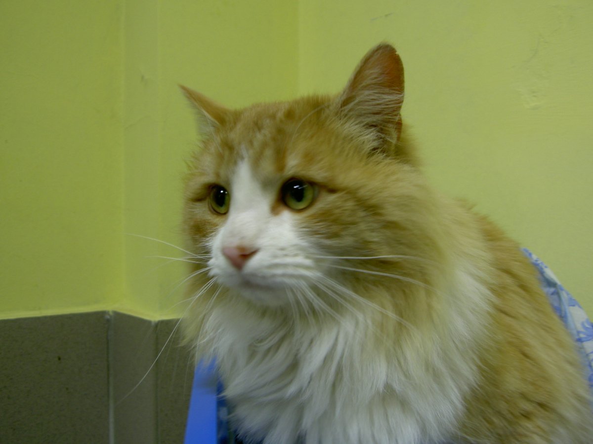 Пропал кот рыжий в белом ошейнике