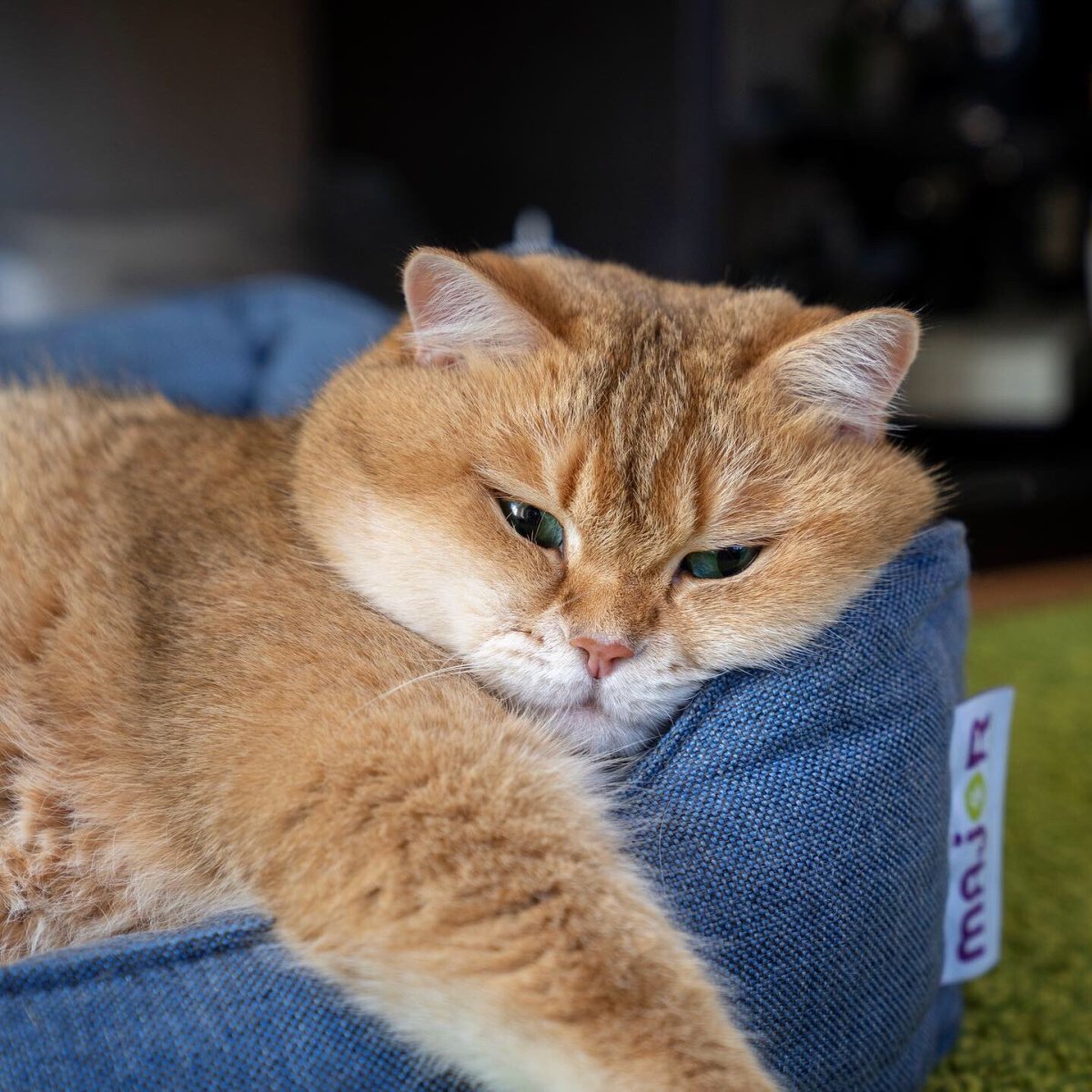 Шотландская Хосико рыжий