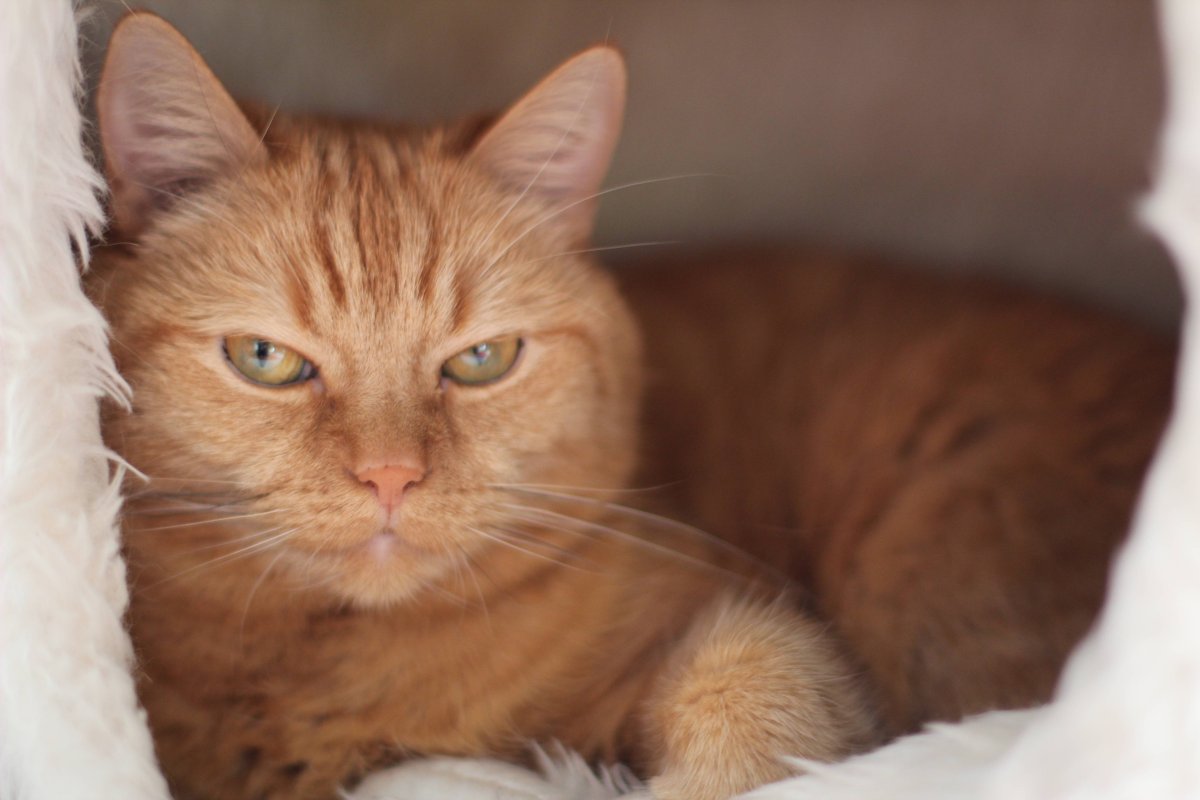 Европейская короткошерстная кошка рыжая