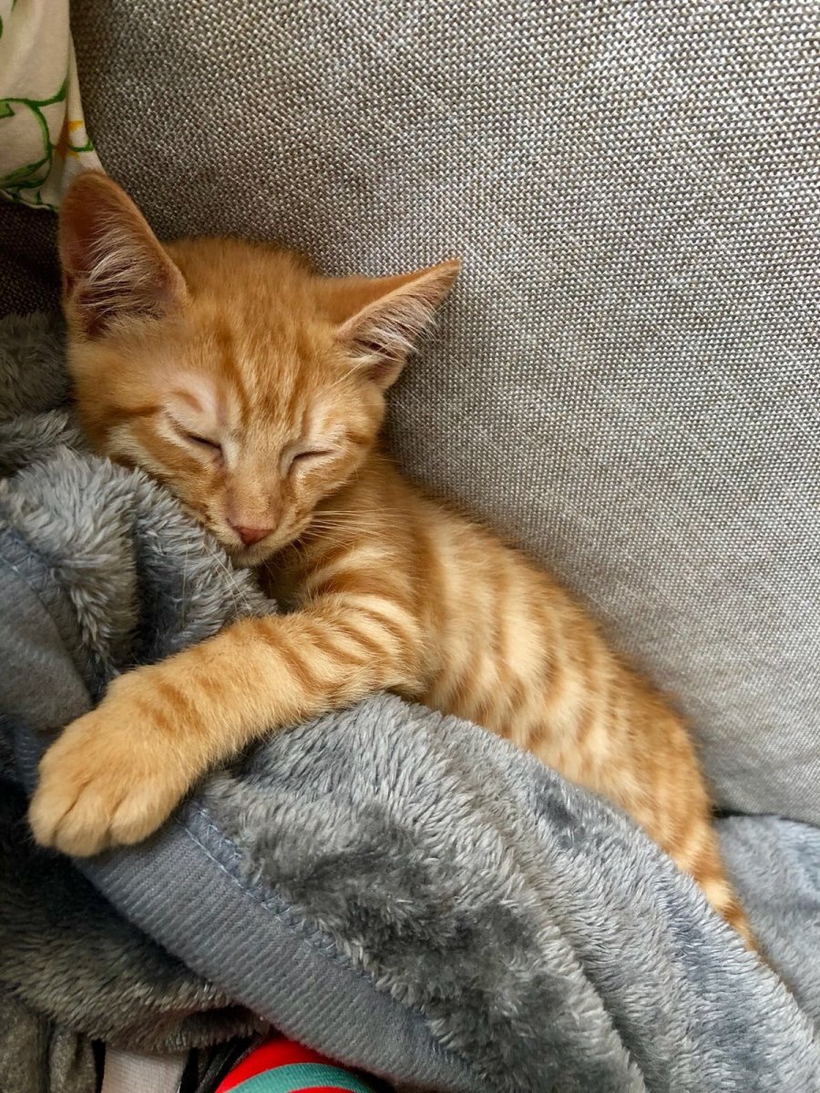 Рыжий кот обнимает