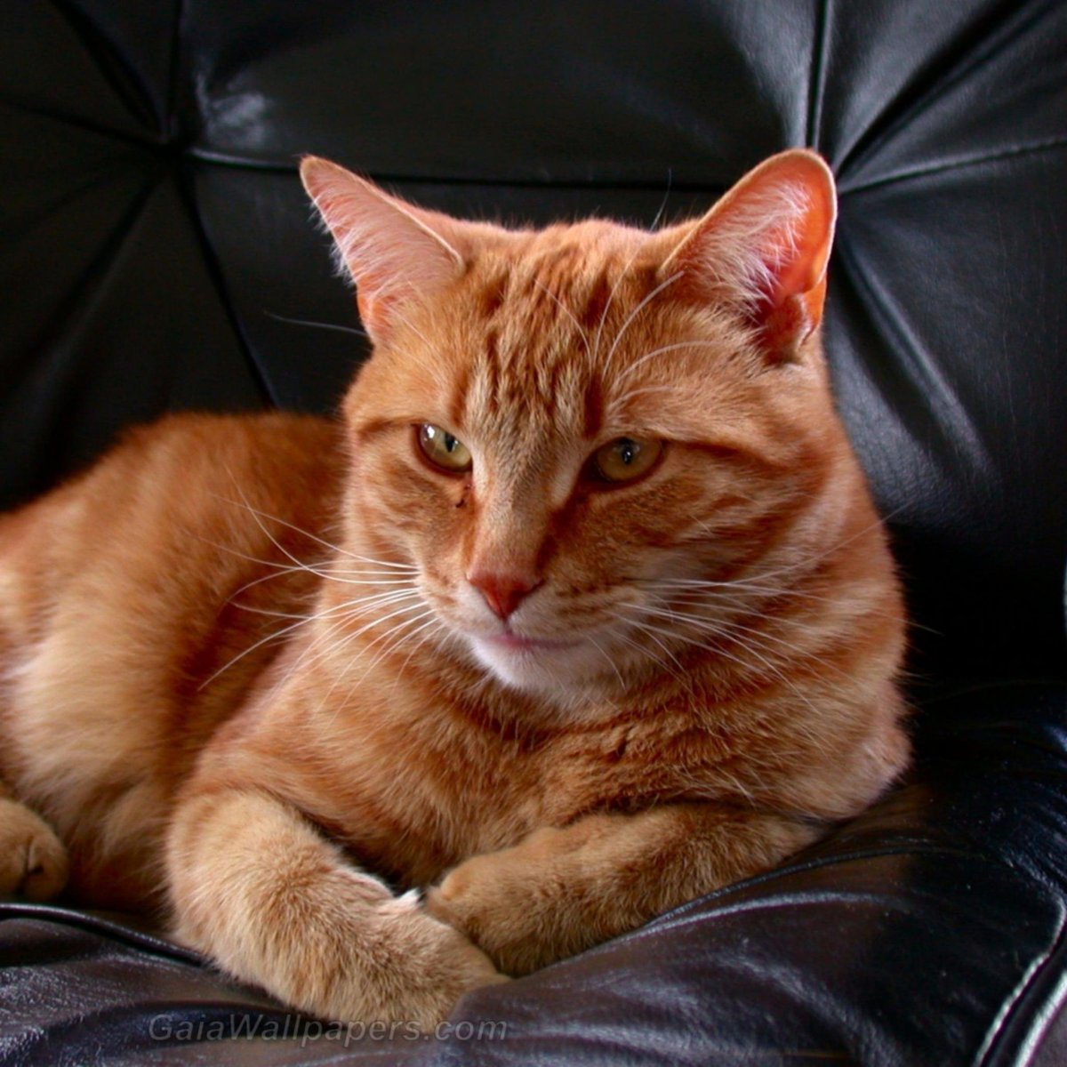 Европейский короткошерстный кот рыжий