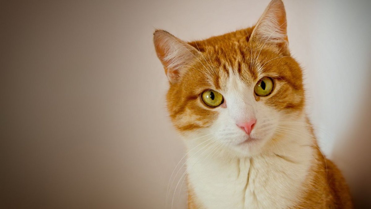 Морда рыжего кота