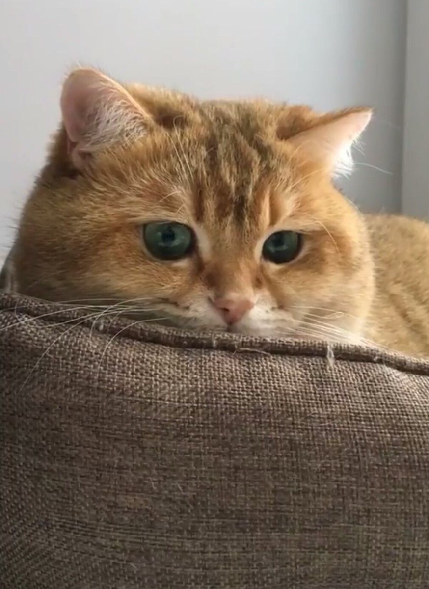 Британский короткошерстный кот рыжий