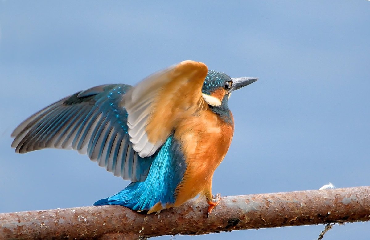 Птица с синими крыльями