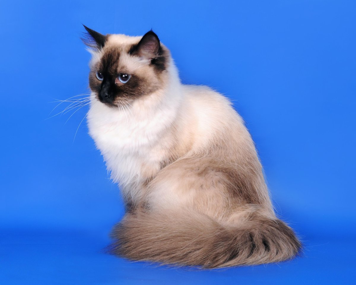 Невская маскарадная кошка длинношерстная