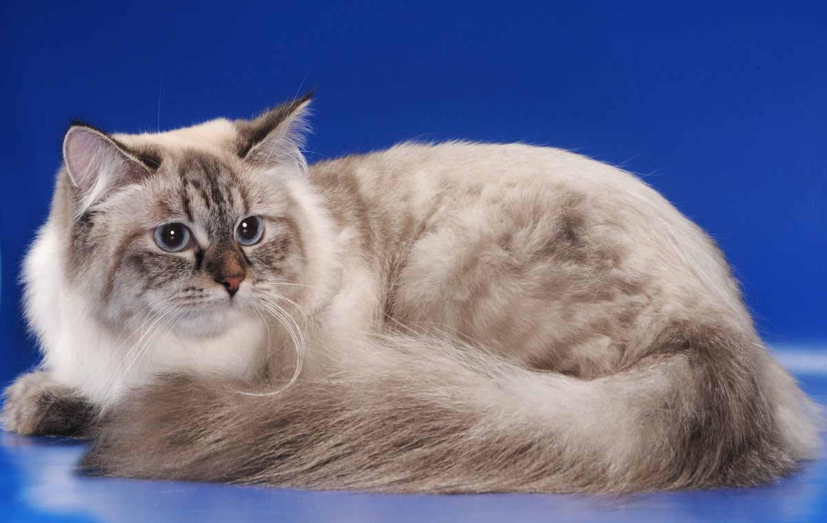 Сибирская Невская маскарадная кот