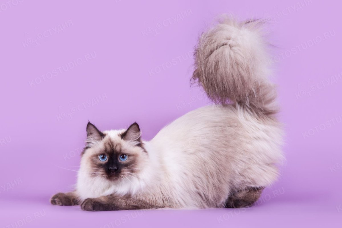 Невская маскарадная кошка вес