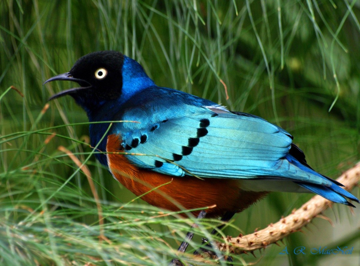 Лазурная Сойка