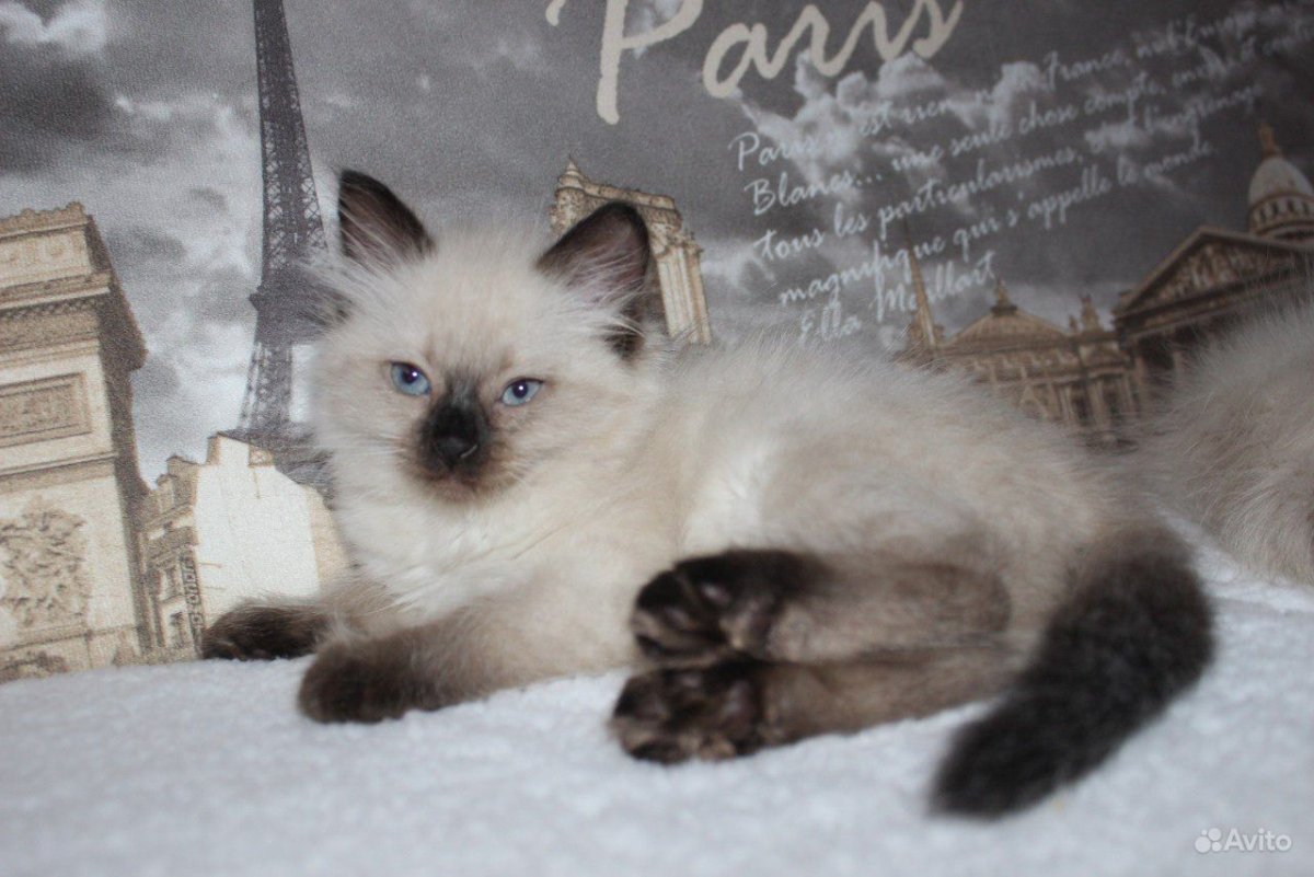 Невская маскарадная Сибирская мама Мару