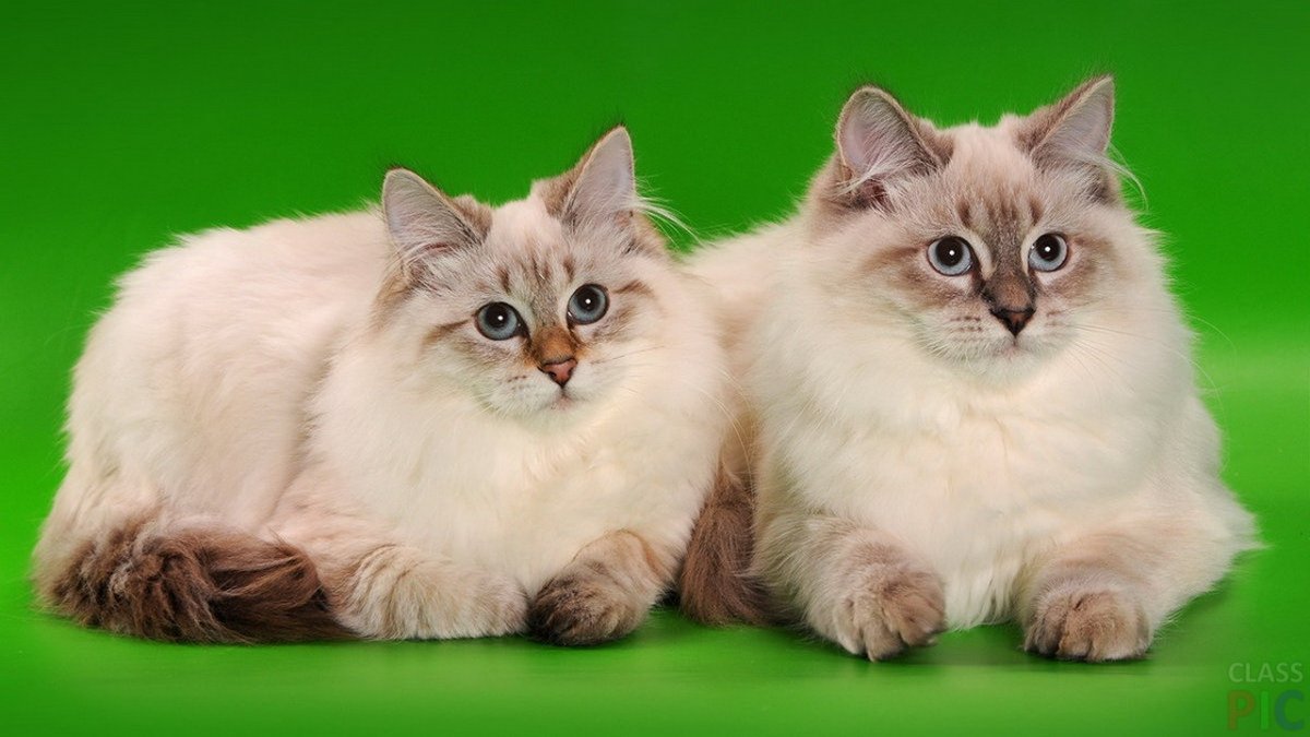 Невская маскарадная