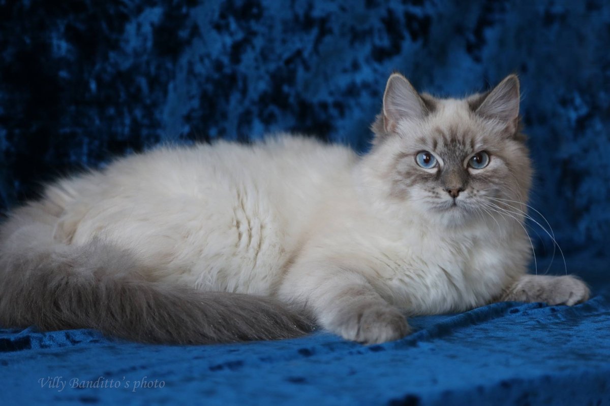 Порода кошек питерская маскарадная серая