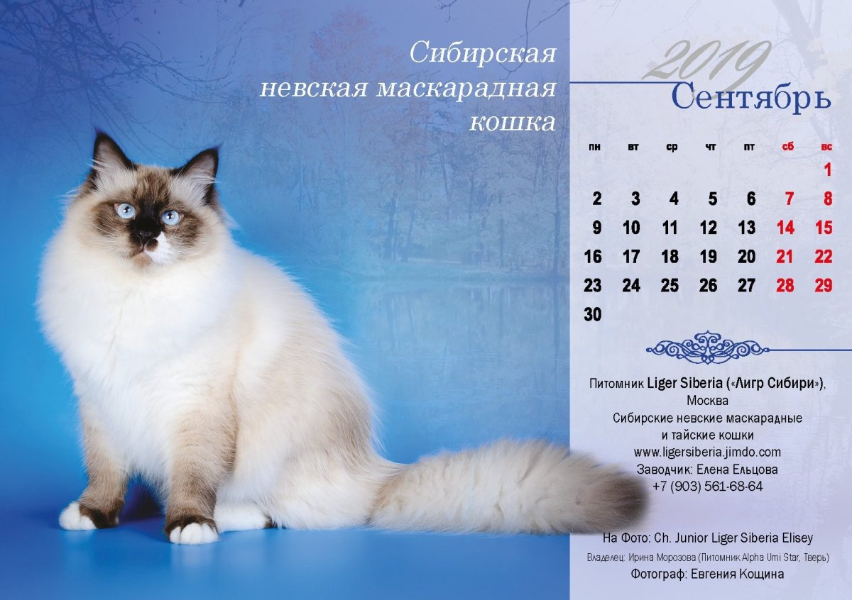 Сибирская маскарадная кошка короткошерстная