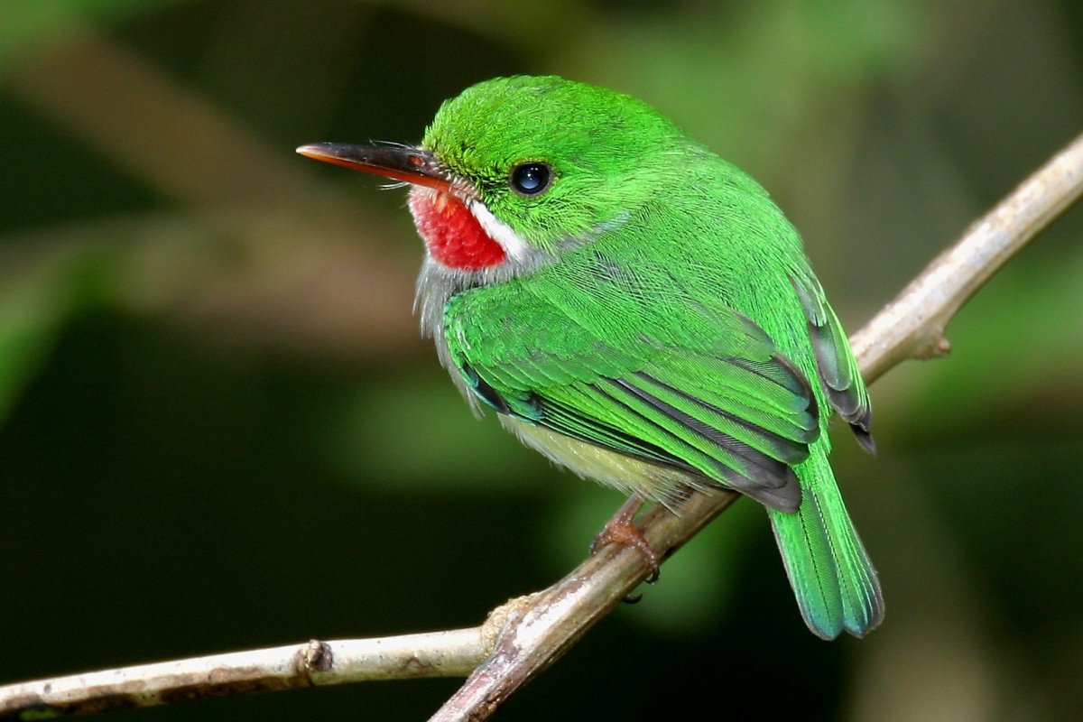 Пуэрториканский Тоди