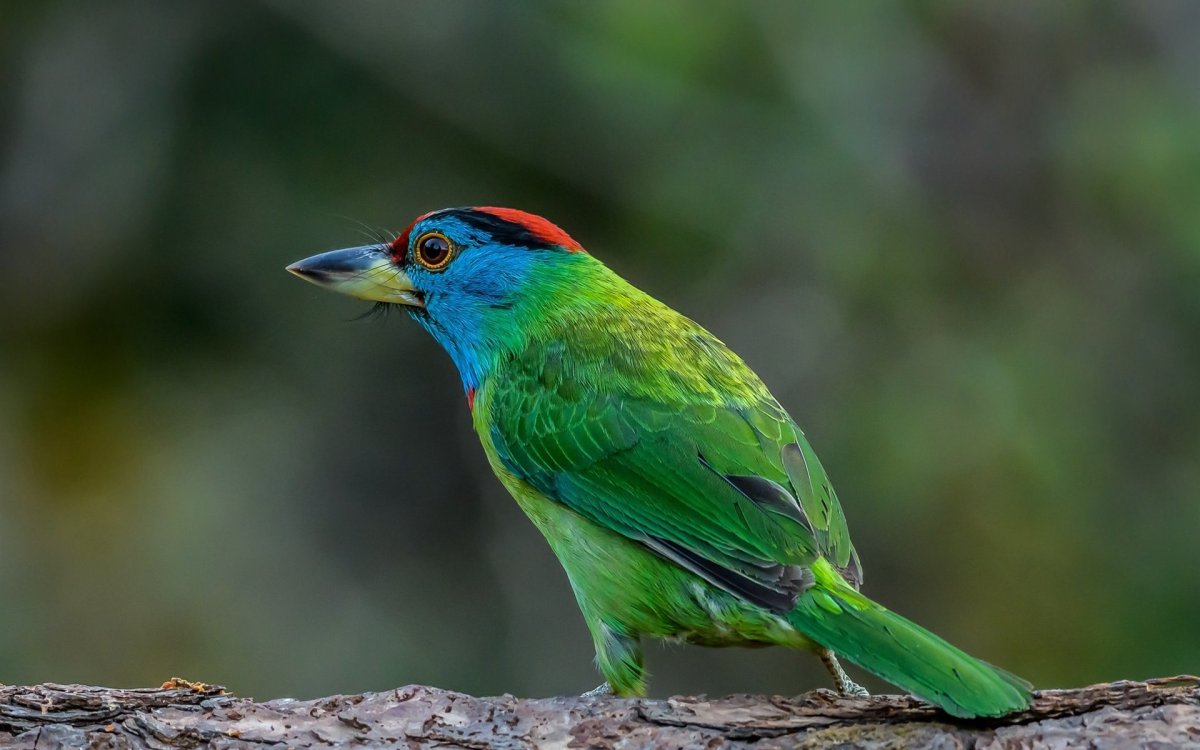 Цейлонский бородастик