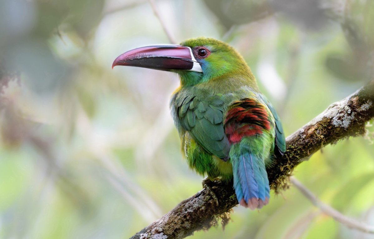 Изумрудный туканы птицы