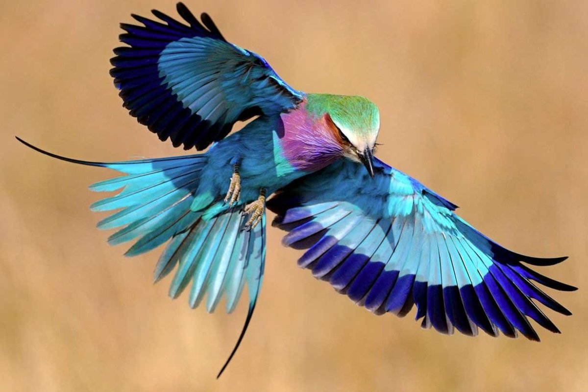 Сириновогрудая Сизорка