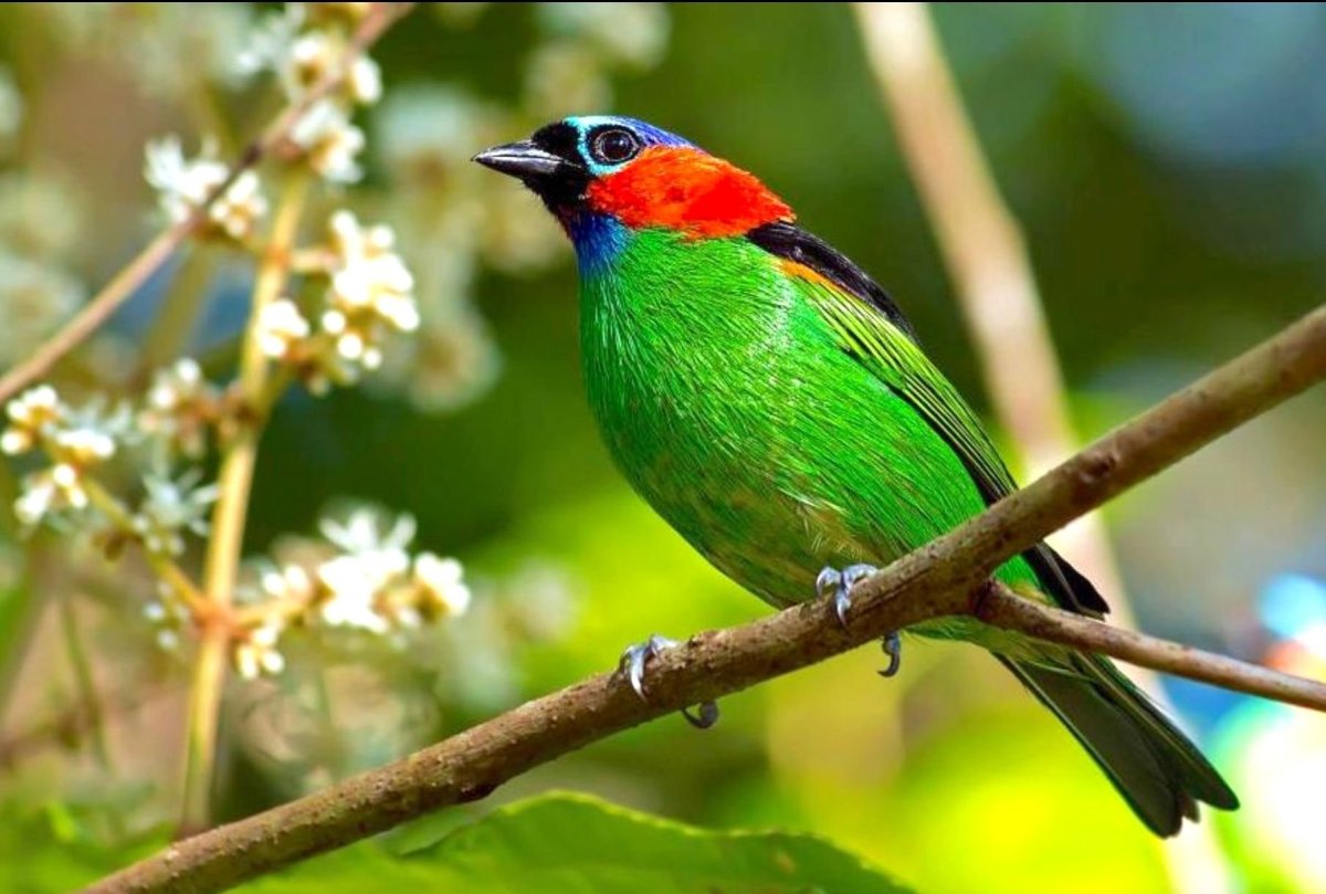 Синешапочная танагра птицы