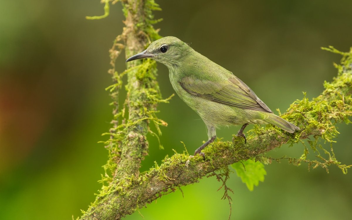 Лунь Луговой зеленый дятел