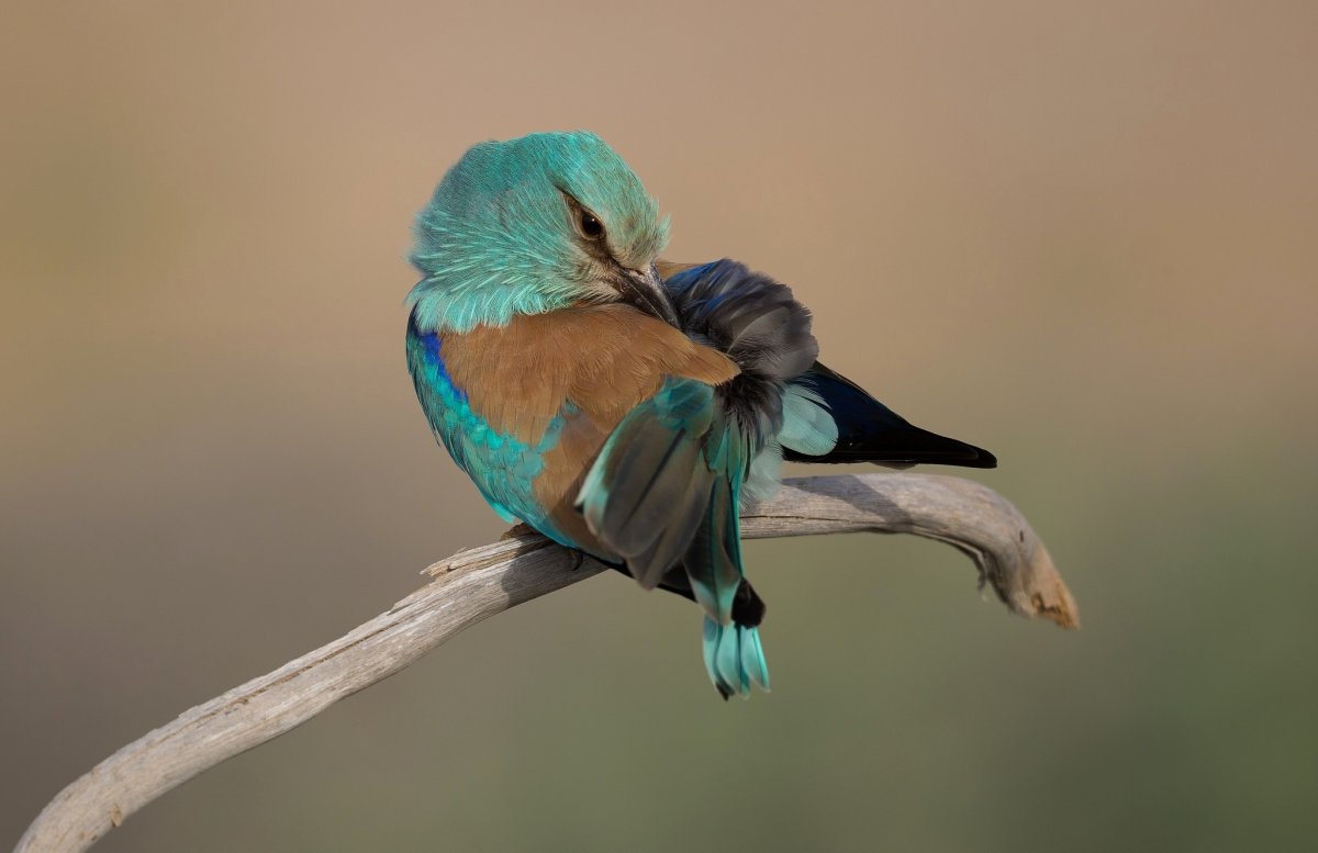 Птица бирюзового цвета