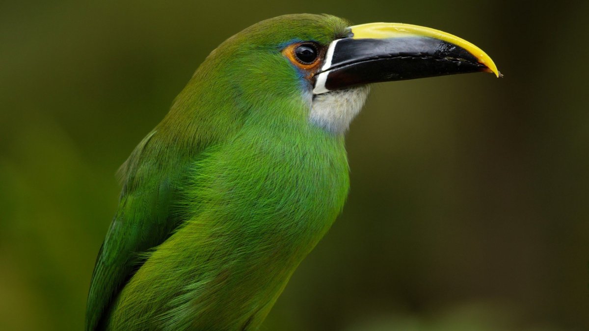 Желтобровый туканет