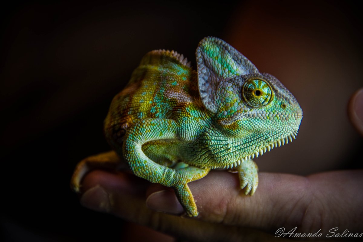 Девушка хамелеон