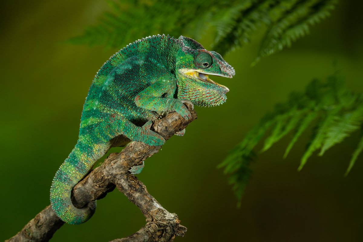 Хамелеон дьетькецкие