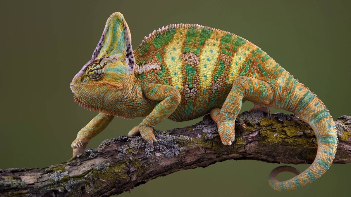 Ящерица Умбуку