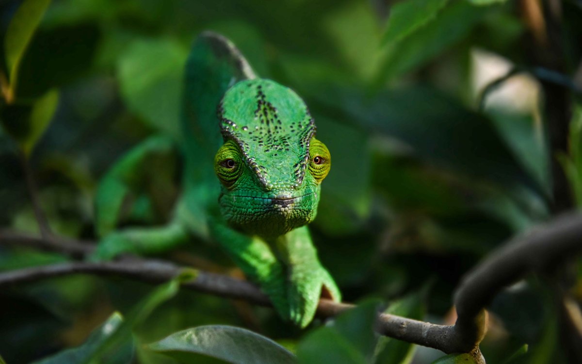 Отряд чешуйчатые хамелеоны