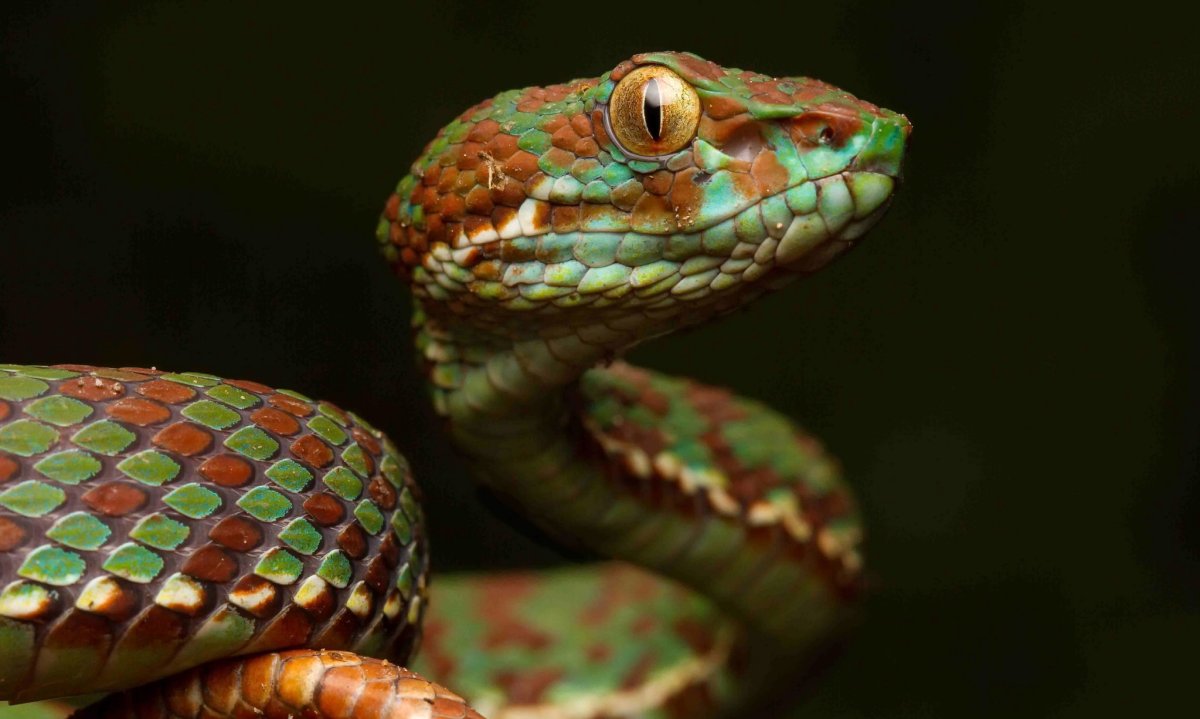 Пятиглавая змея