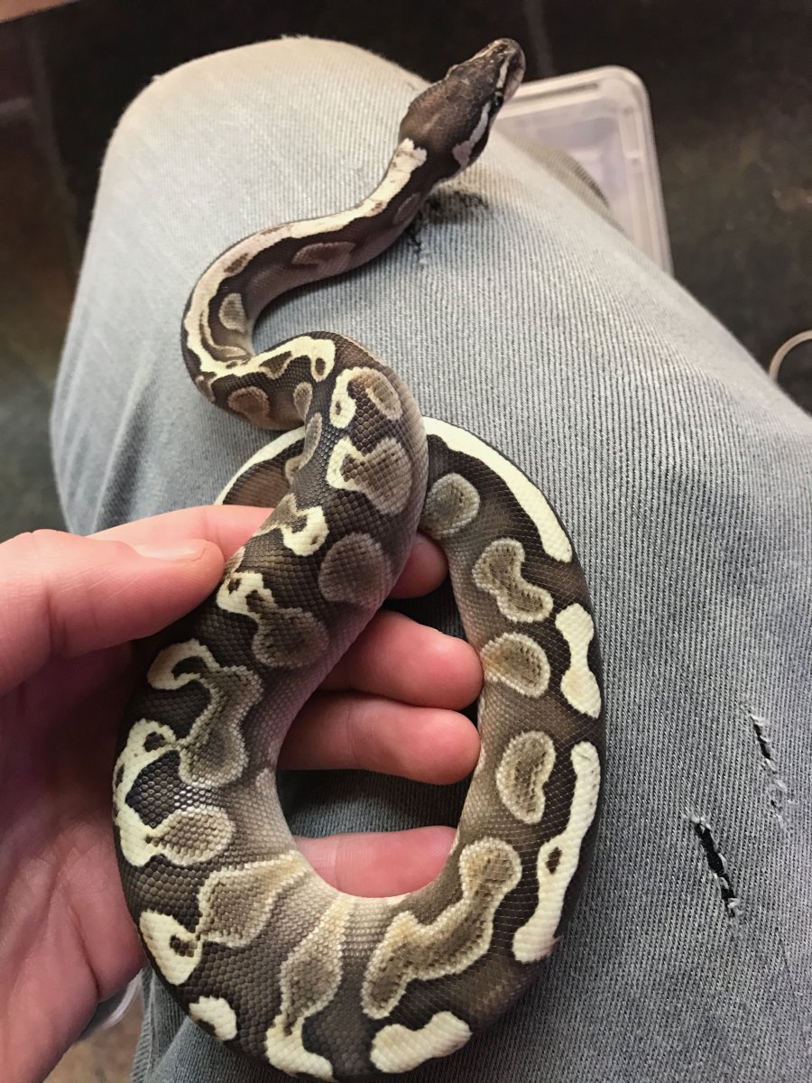 Питон тигровый Королевский