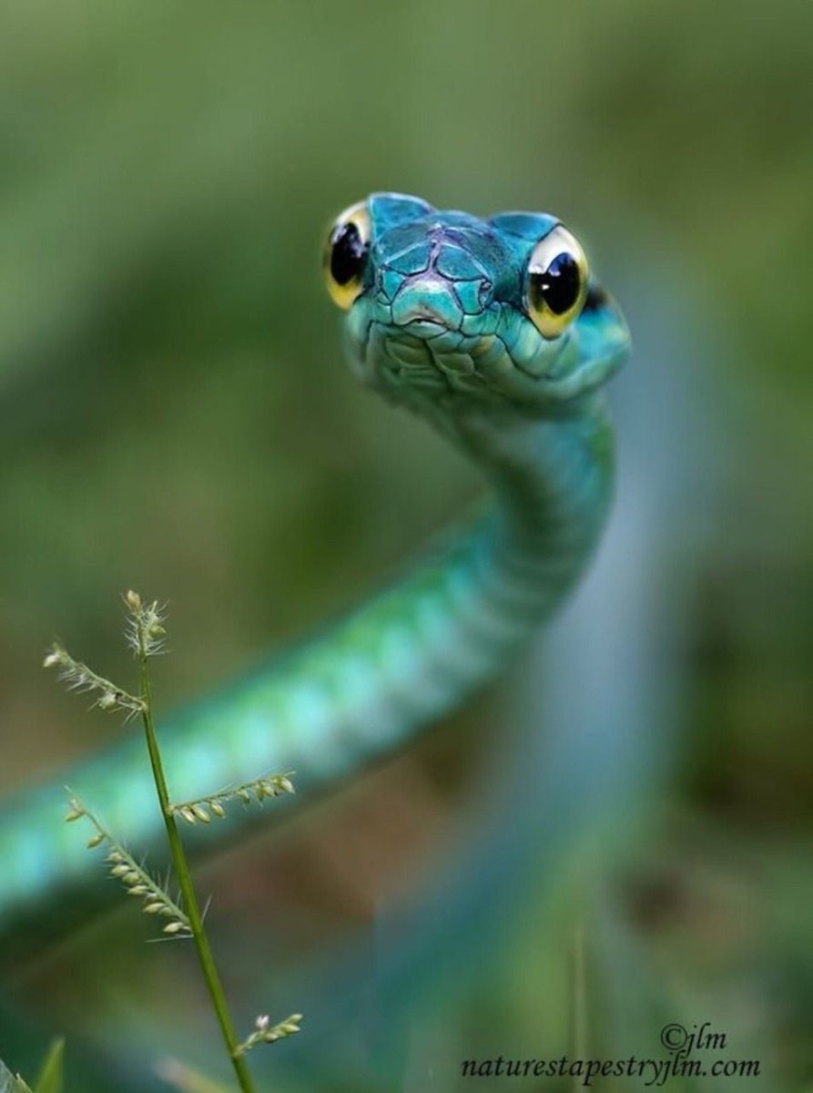 Австралийский бумсланг