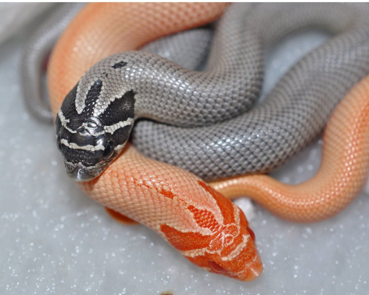 Свиноносая змея альбинос