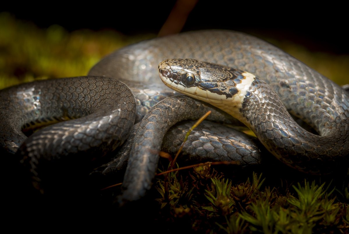 Гадюка Гладыш