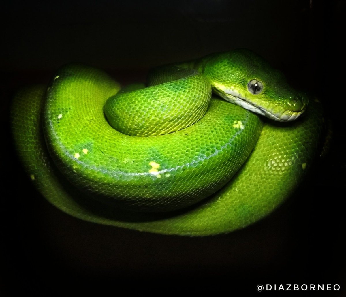 Императорский удав морфы