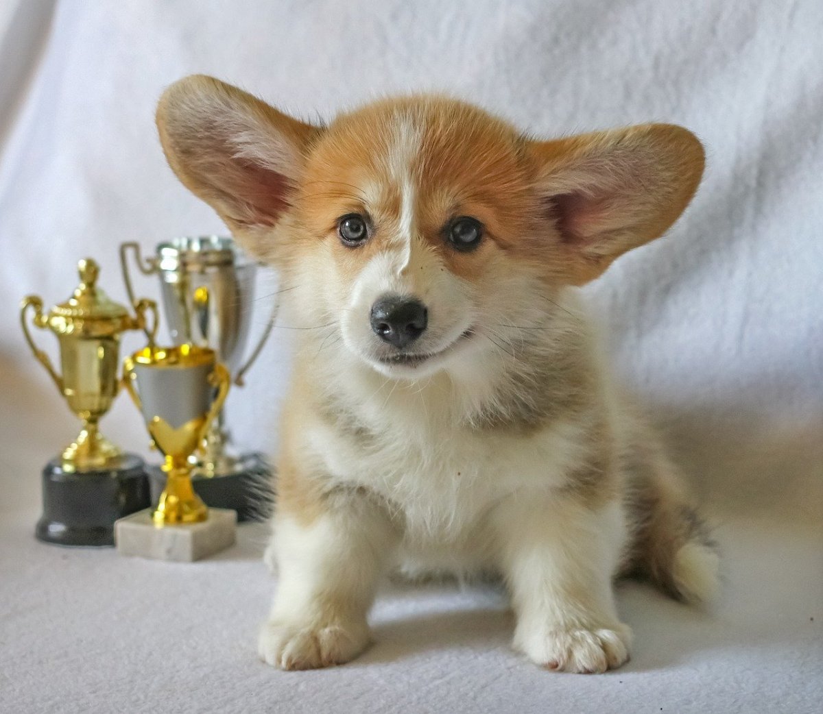 Длинноухие собаки