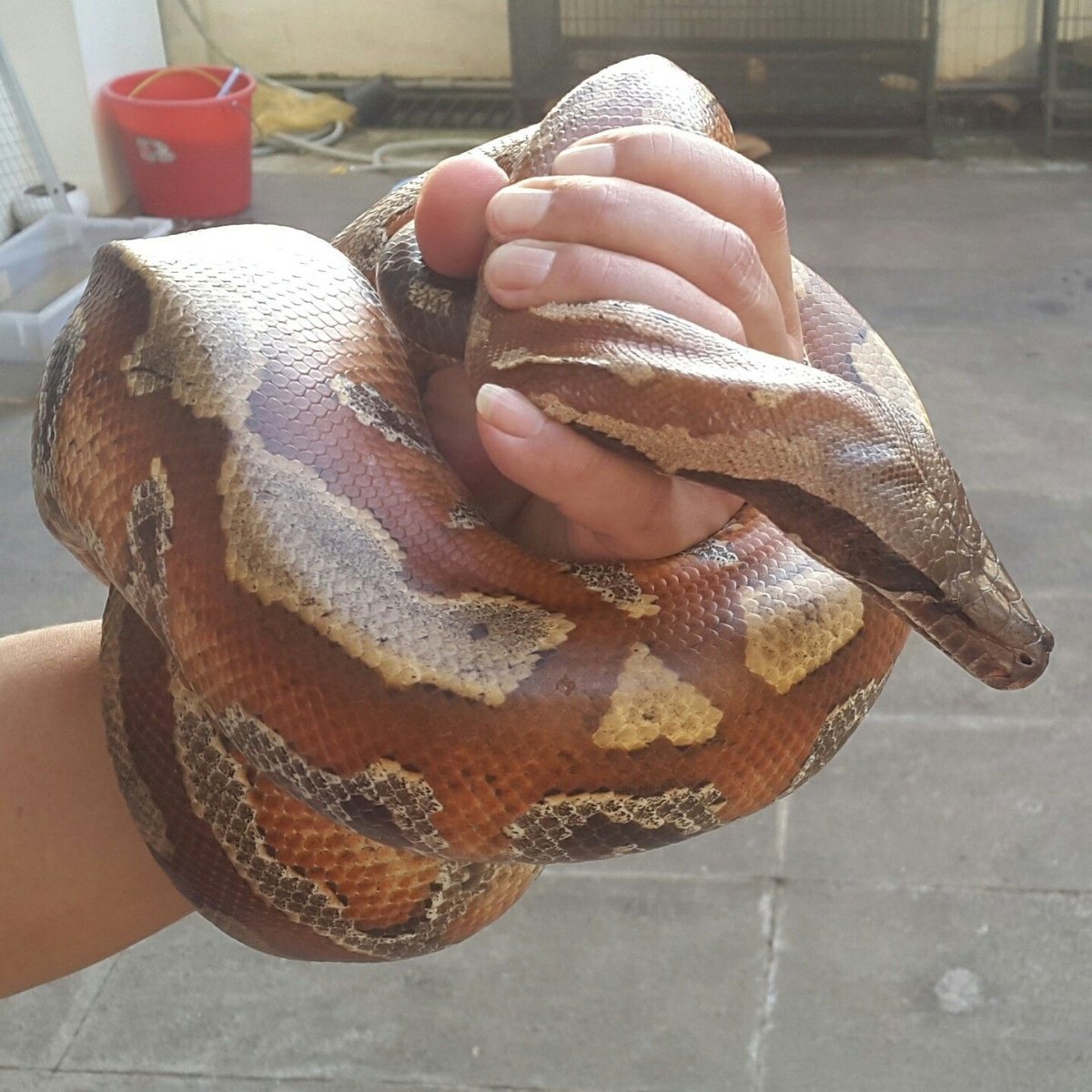 Садовый удав Corallus hortulanus