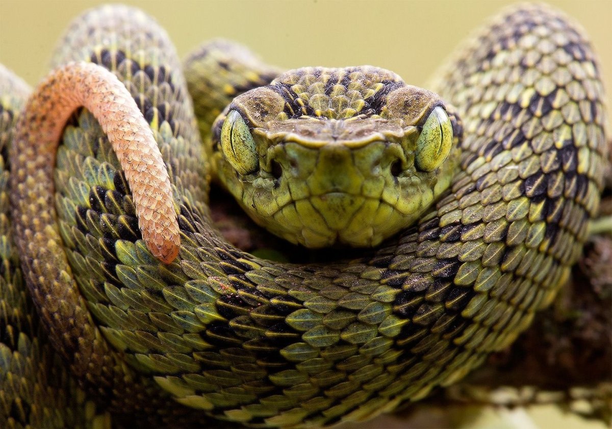 Габонская гадюка