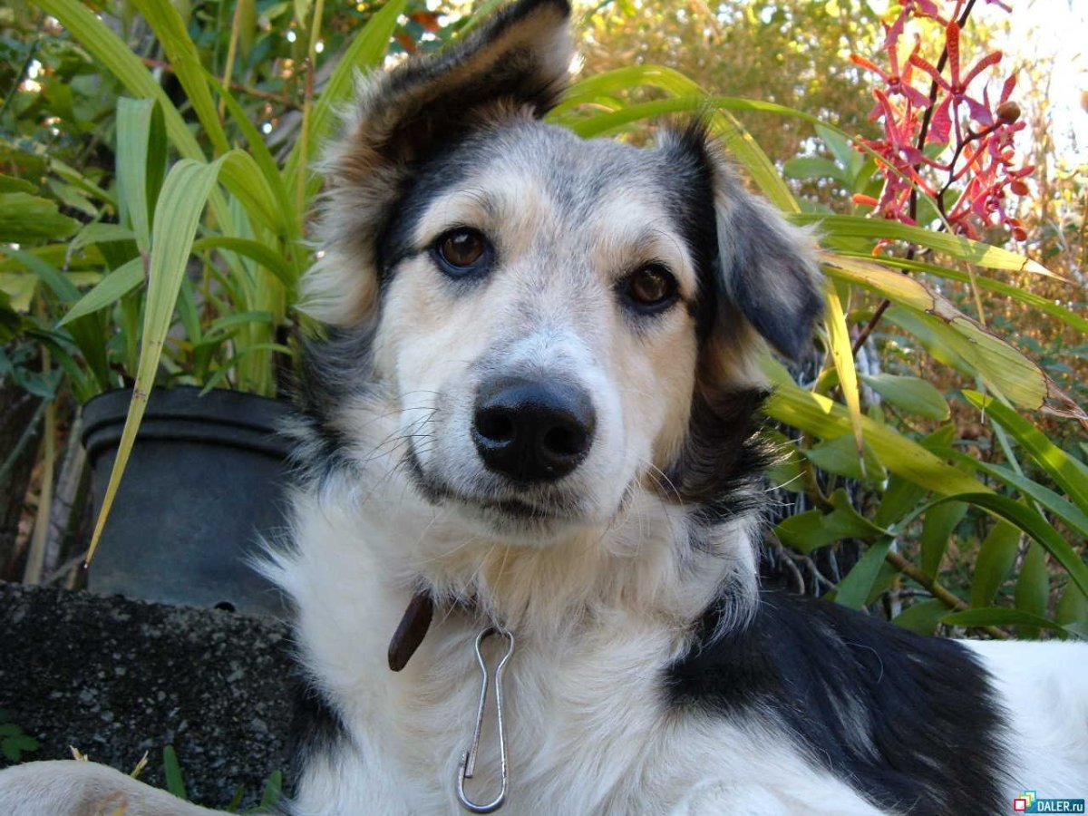 Щенки длинноухих собак утятницы