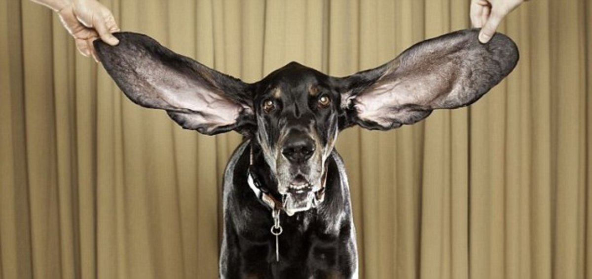 Самые длинные собачьи уши