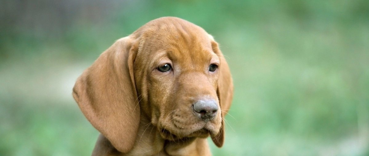 Щенок корги